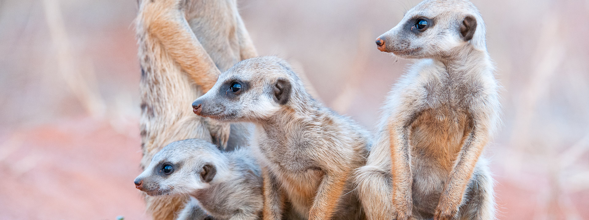 suricate pups
